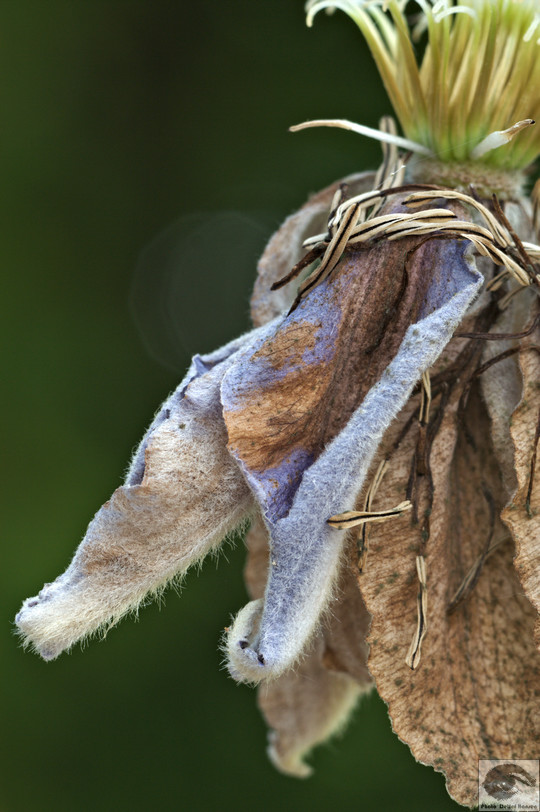  MG 3392 welke Blumen